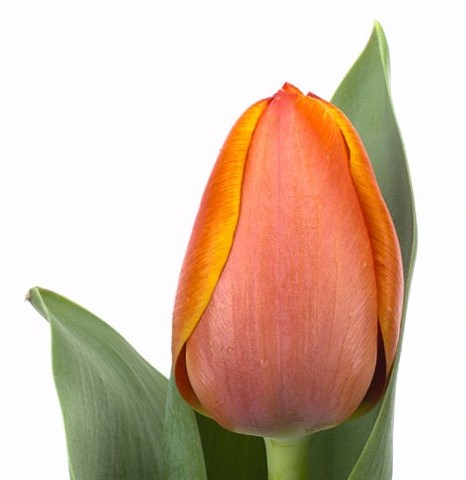 Tulipanes paquete 10tallos. 5