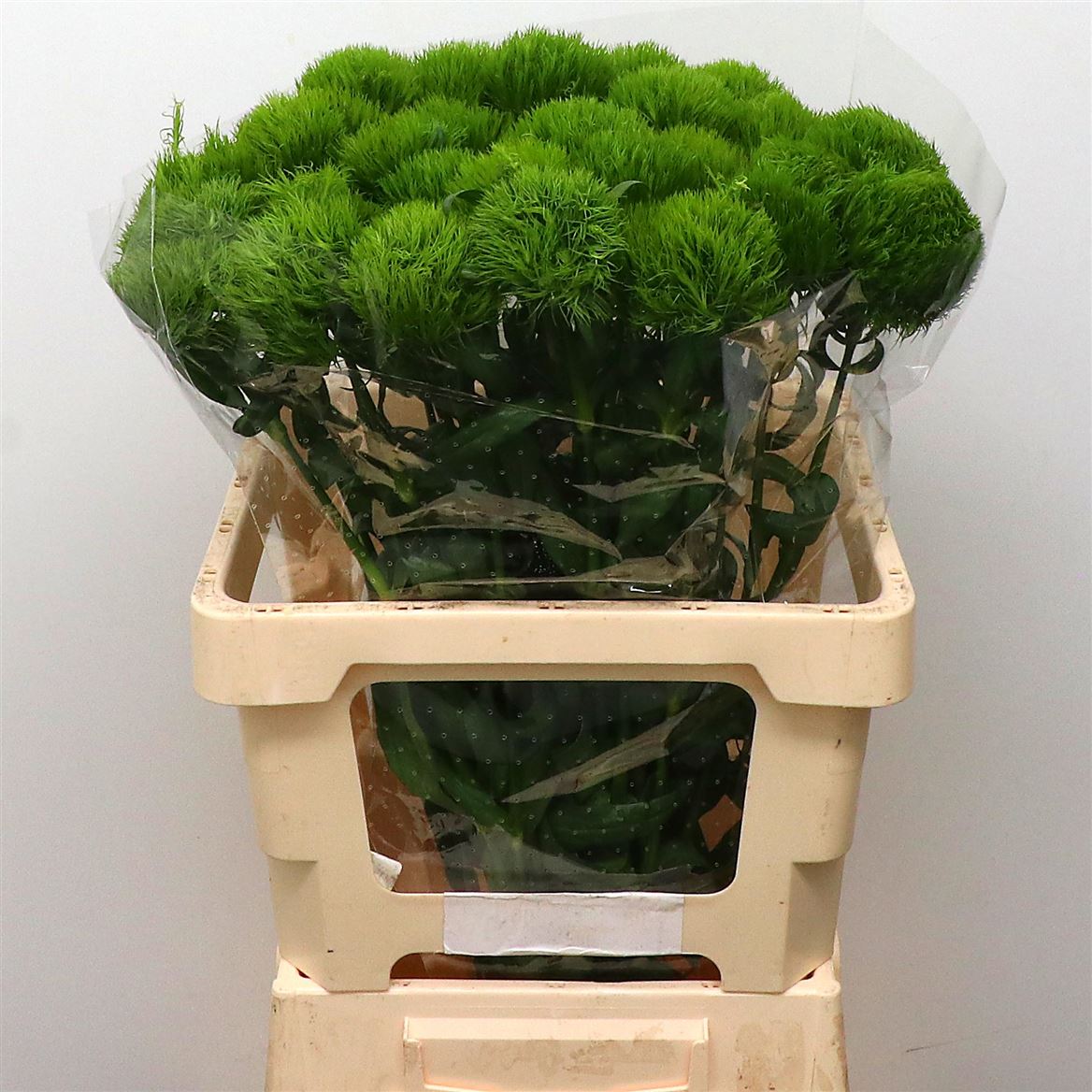 Dianthus green trick 3 Dianthus green trick 3