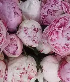 Peonia