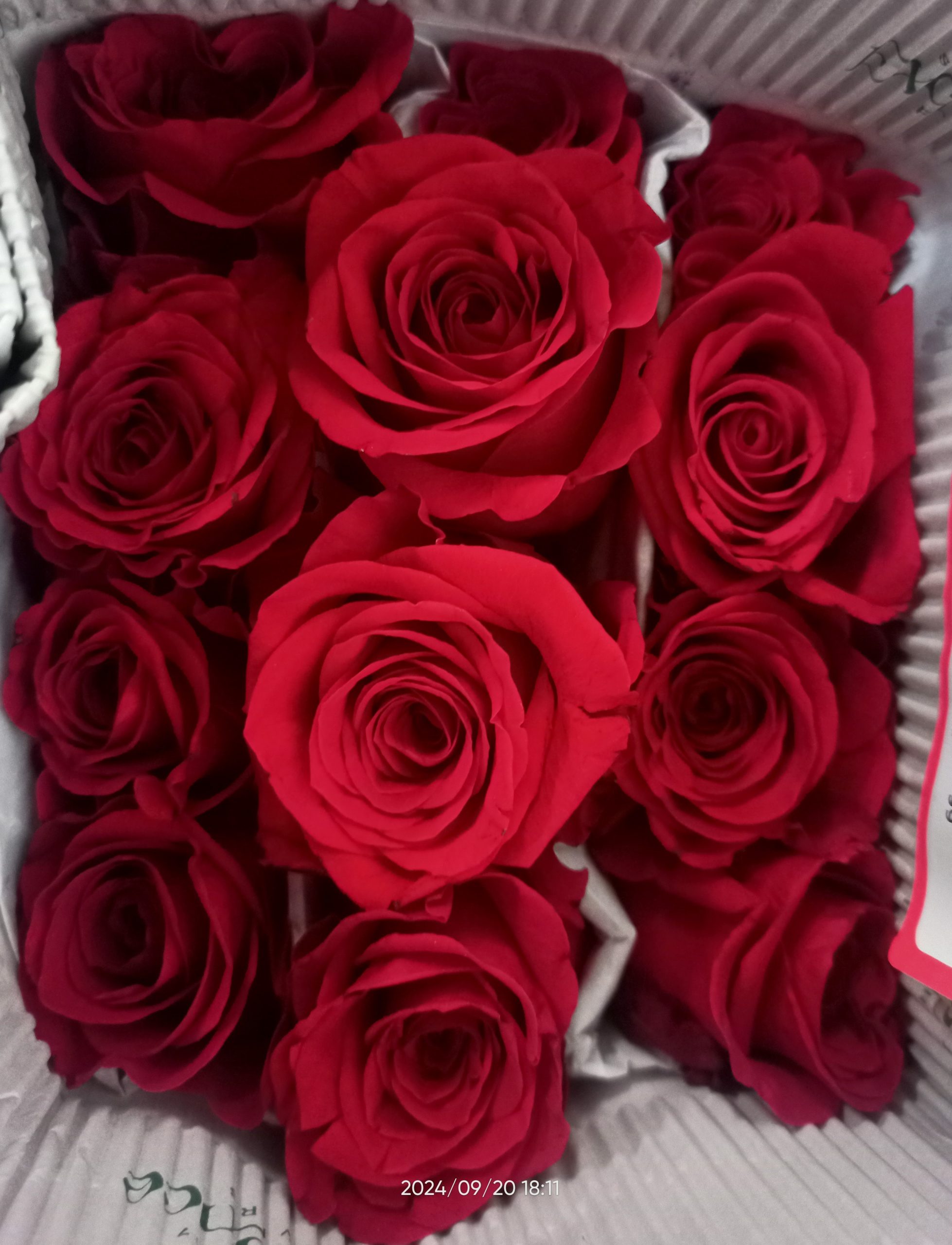 Paquete de Rosas. 3 Paquete de Rosas. 3