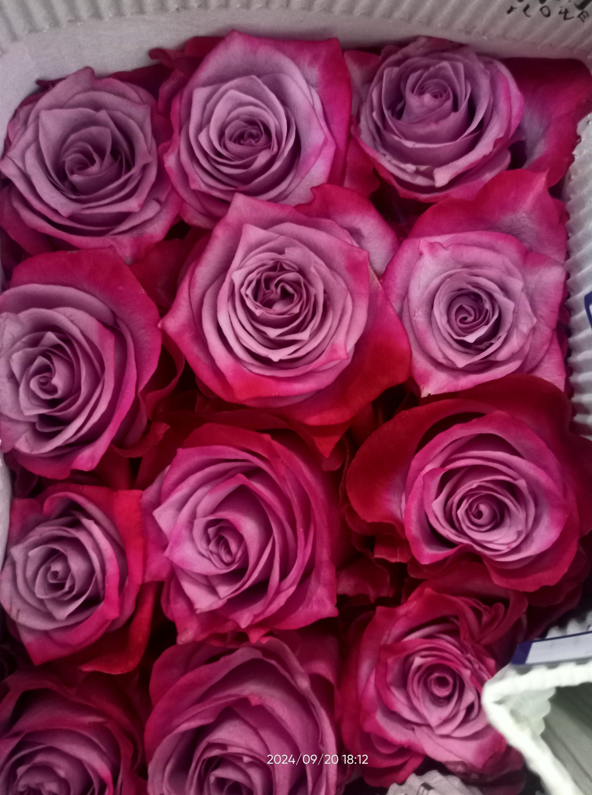 Paquete de Rosas. 4 Paquete de Rosas. 4