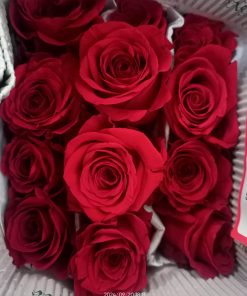 Paquete de Rosas. - Rojo