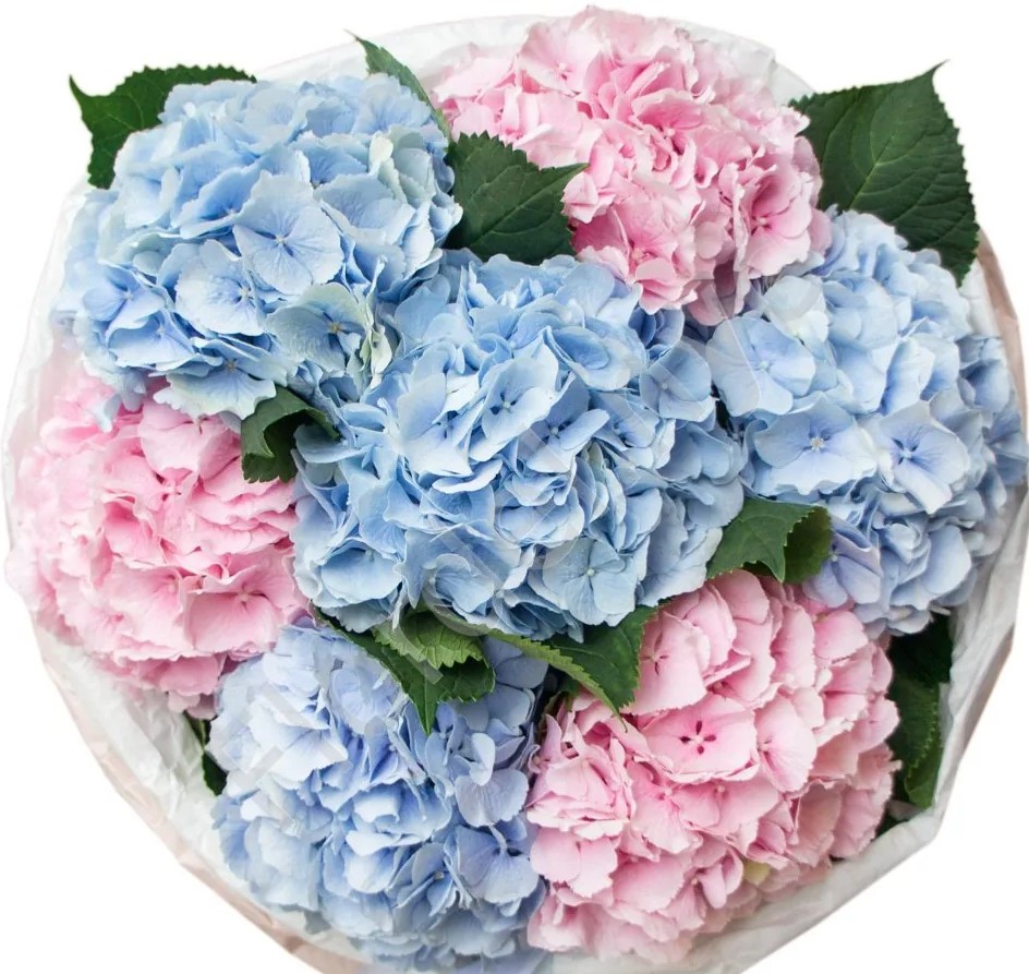 Ramo de Hortensia. 3