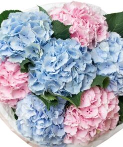 Ramo de Hortensia