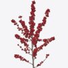 Ilex 2