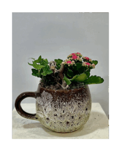 Taza
